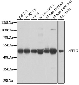 EEF1G Antibody in Western Blot (WB)