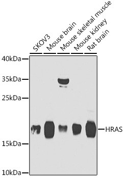 H-Ras Antibody in Western Blot (WB)