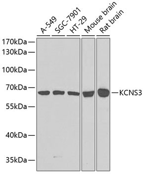 KCNS3 Antibody in Western Blot (WB)