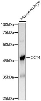 OCT3/4 Antibody in Western Blot (WB)