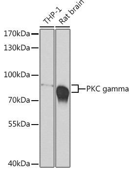 PKC gamma Antibody in Western Blot (WB)