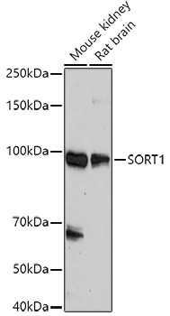 Sortilin Antibody in Western Blot (WB)