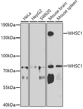 NSD2 Antibody in Western Blot (WB)