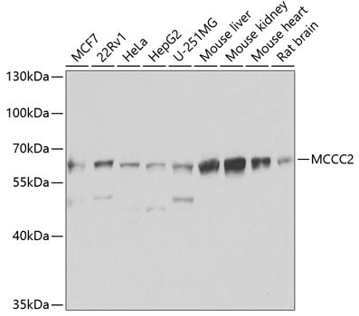 MCCC2 Antibody in Western Blot (WB)