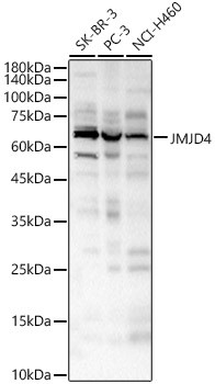 JMJD4 Antibody in Western Blot (WB)