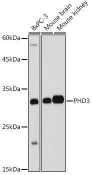 PHD3 Antibody in Western Blot (WB)