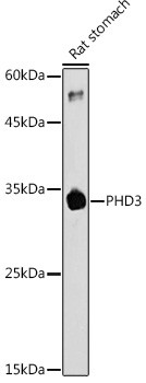 PHD3 Antibody in Western Blot (WB)