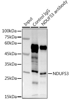 NDUFS3 Antibody in Immunoprecipitation (IP)