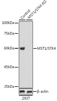 MST1 (STK4) Antibody in Western Blot (WB)