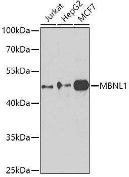 MBNL1 Antibody in Western Blot (WB)