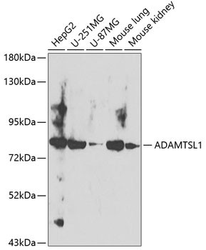 ADAMTSL1 Antibody in Western Blot (WB)