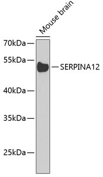 SERPINA12 Antibody in Western Blot (WB)