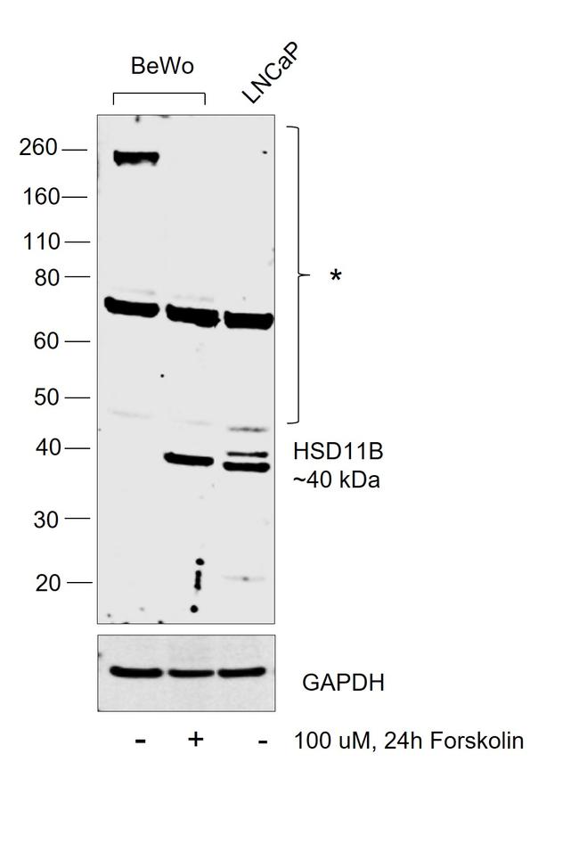 HSD11B2 Antibody in Western Blot (WB)