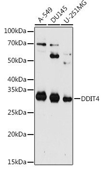 DDIT4 Antibody in Western Blot (WB)