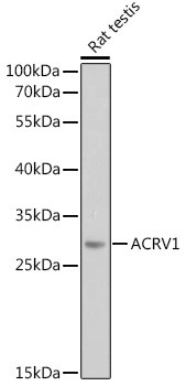 Acrosomal Vesicle Protein Antibody in Western Blot (WB)