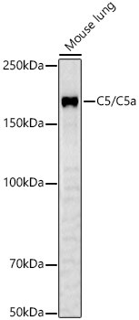 Complement C5 Antibody in Western Blot (WB)