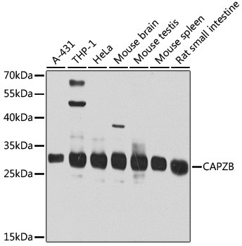 CAPZB Antibody in Western Blot (WB)