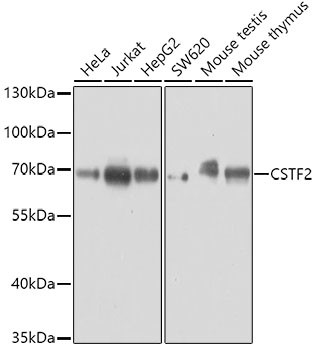 CSTF2 Antibody in Western Blot (WB)