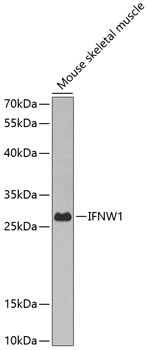 IFN omega Antibody in Western Blot (WB)