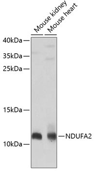 NDUFA2 Antibody in Western Blot (WB)