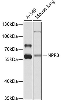 NPR3 Antibody in Western Blot (WB)