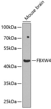 SHFM3 Antibody in Western Blot (WB)