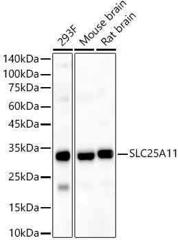 SLC25A11 Antibody in Western Blot (WB)