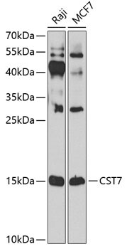 Cystatin F Antibody in Western Blot (WB)