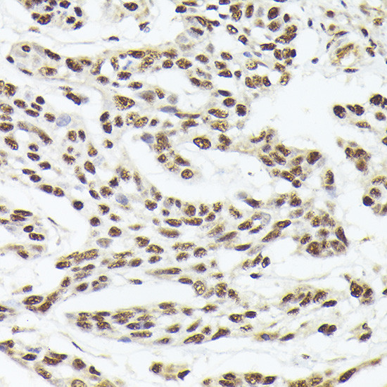 Nuclear Matrix Protein p84 Antibody in Immunohistochemistry (Paraffin) (IHC (P))