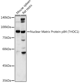 Nuclear Matrix Protein p84 Antibody in Western Blot (WB)