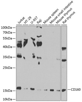 CD160 Antibody in Western Blot (WB)