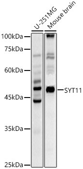SYT11 Antibody in Western Blot (WB)