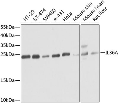 IL1F6 Antibody in Western Blot (WB)