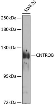 CNTROB Antibody in Western Blot (WB)