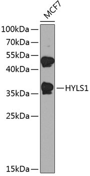 HYLS1 Antibody in Western Blot (WB)