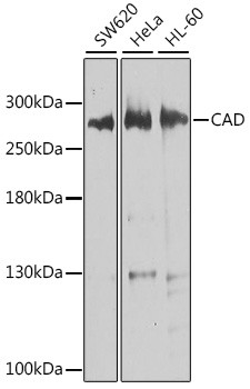 CAD Antibody in Western Blot (WB)