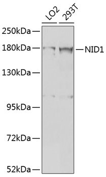 Nidogen Antibody in Western Blot (WB)