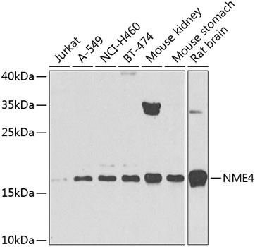 NME4 Antibody in Western Blot (WB)