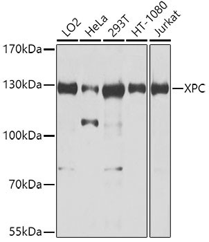 XPC Antibody in Western Blot (WB)