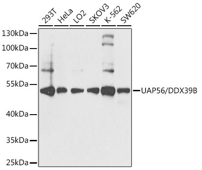 UAP56 Antibody in Western Blot (WB)