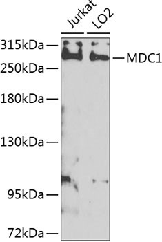 MDC1 Antibody in Western Blot (WB)