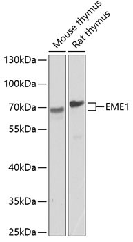 EME1 Antibody in Western Blot (WB)