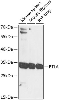 BTLA Antibody in Western Blot (WB)
