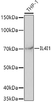 IL4I1 Antibody in Western Blot (WB)