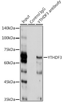 YTHDF3 Antibody in Immunoprecipitation (IP)