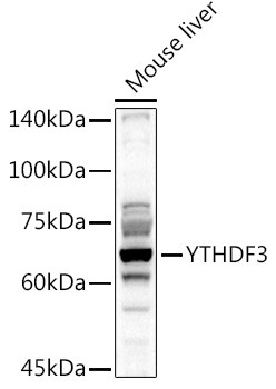 YTHDF3 Antibody in Western Blot (WB)