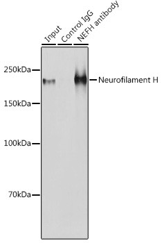 NF-H Antibody in Immunoprecipitation (IP)