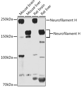 NF-H Antibody in Western Blot (WB)