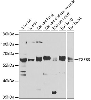 TGF beta-3 Antibody in Western Blot (WB)