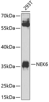 NEK6 Antibody in Western Blot (WB)